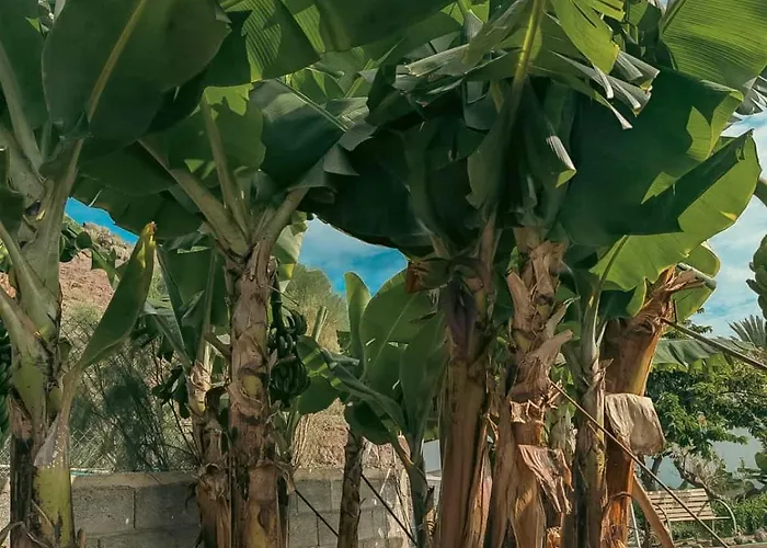 Primavera Appartement Guaza