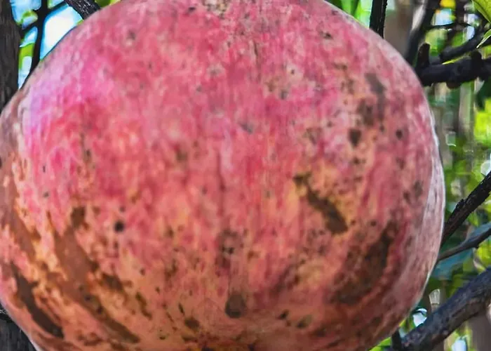 Appartement Primavera *