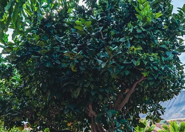 Appartement Primavera