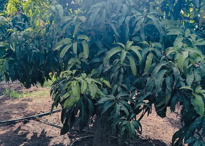 Primavera Appartement *