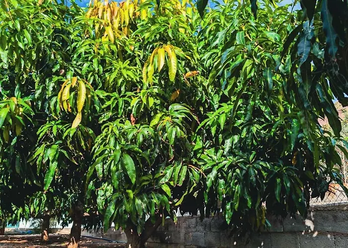 Apartment Primavera Guaza