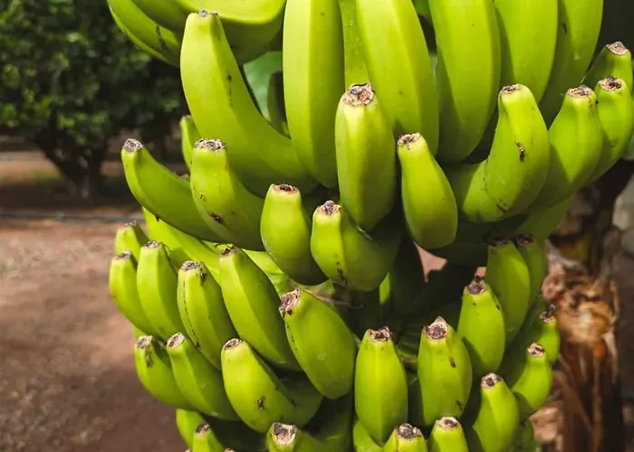 Primavera Apartment *