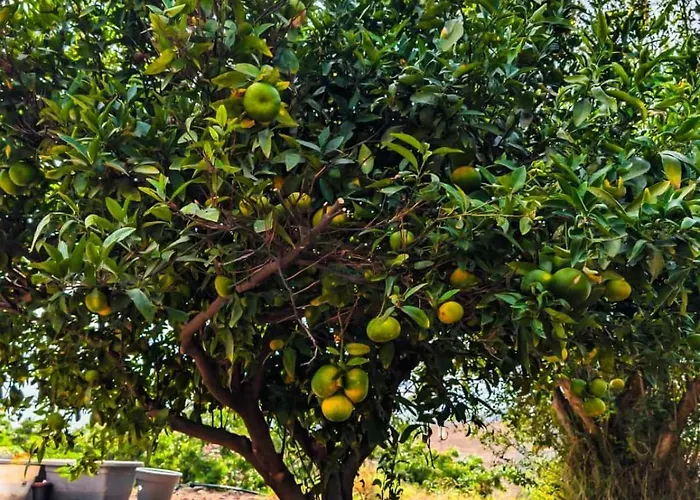 Apartment Primavera Guaza